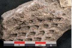 Foto (Detailansicht) von Lepidodendron sp.  (NHMW-GEO-2024-0188-11171)